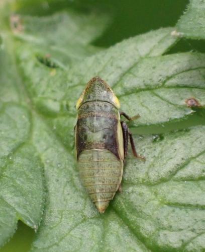 Réf. 324 899 : Aphrodes makarovi
